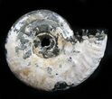 Iridescent Sublunduloceras Ammonite Fossil - Russia #34605-1